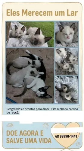 Adote quem precisa de você!