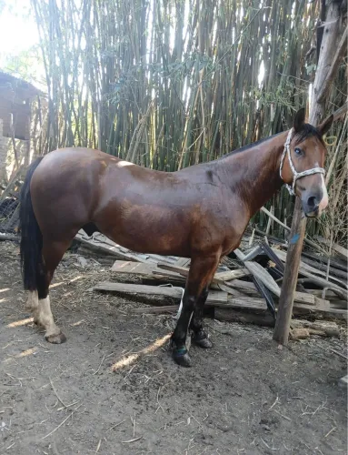 cavalo crioulo disponível