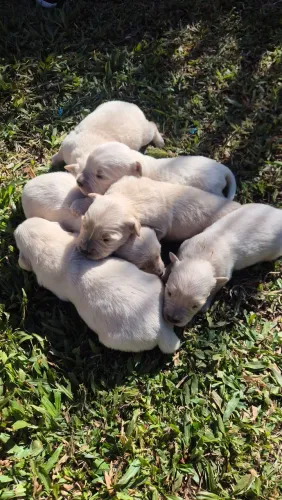 Filhotes de golden retrivier