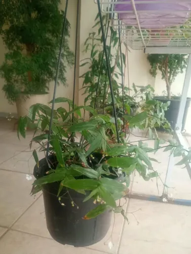 Vendo plantas