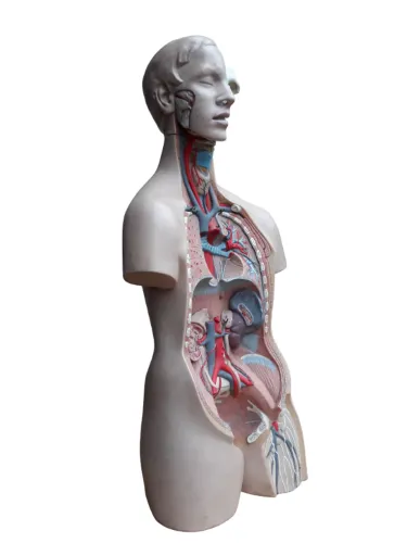 Boneco Anatômico 85 cm