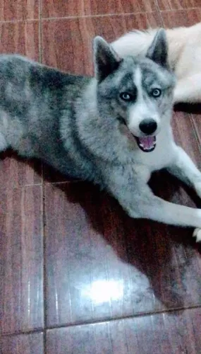 Filhote de huscky siberiano 