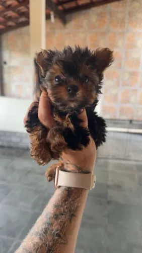 Filhote belíssimo yorkshire terrier