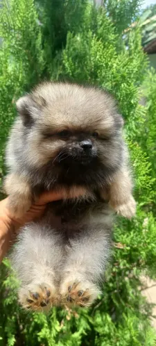 Filhote de lulu da Pomerânia 2,499