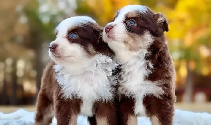 Filhotes de Border Collie | Um pet cheio de amor e alegria.