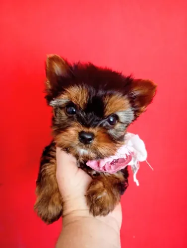 Linda micro de Yorkshire.