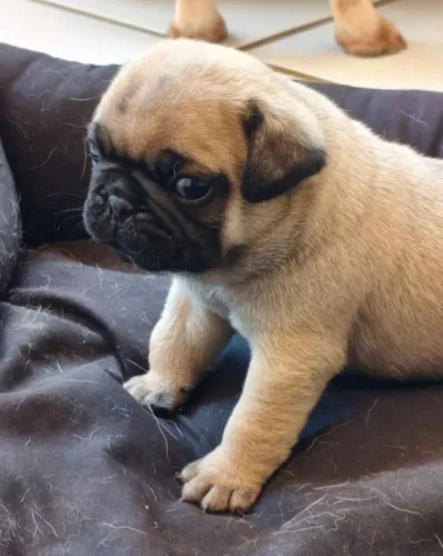 Pug Filhotes Excelentes Para Crianças.