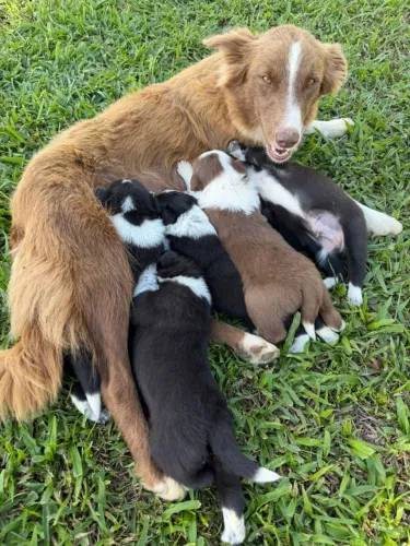 Borde collie de raça 
