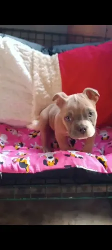 American Bully pocket 