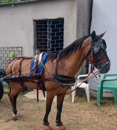 Cavalo testado de carroça pra vender