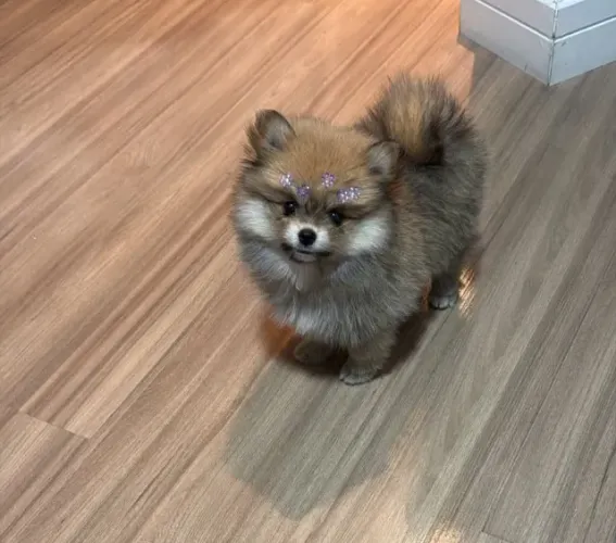 Fêmea Spitz Alemão Anão / Lulu da Pomerânia - Pronta Entrega