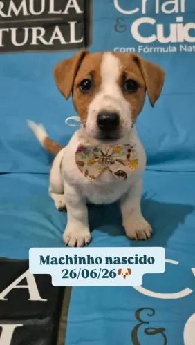 Jack Russell Terrier