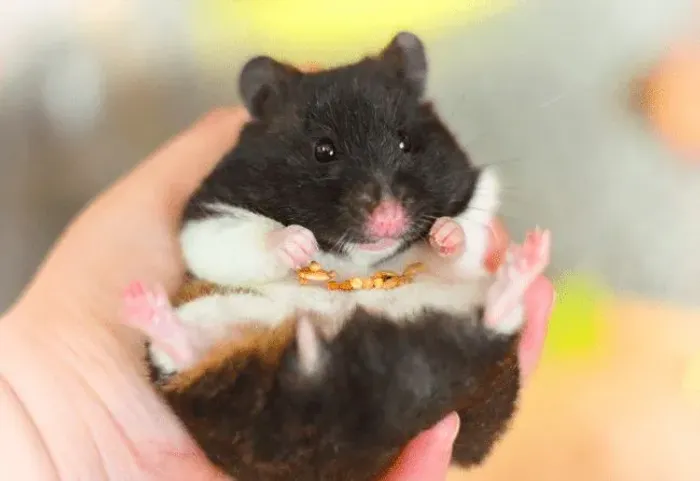 Hamster sírio