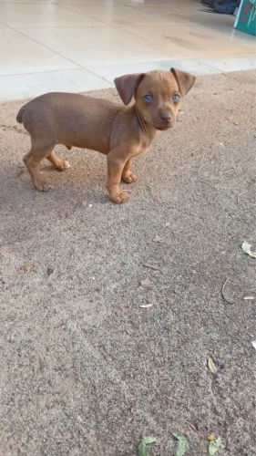 Pincher