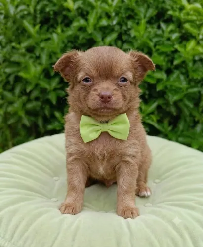 Machinho chihuaua pelo longo