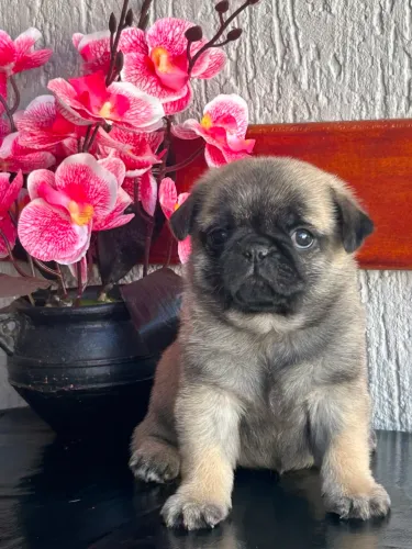 Pug fêmea pronta entrega 