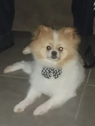 Théo procurando uma namorada 