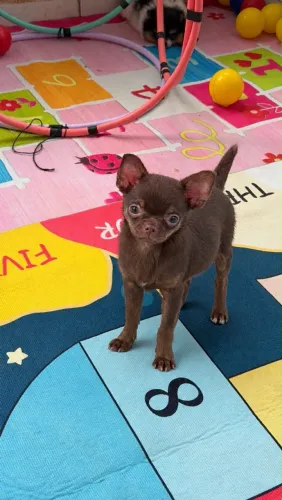 Chihuahua pêlo curto