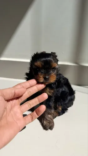 Yorkshire Fêmea Micro C/Pedigree
