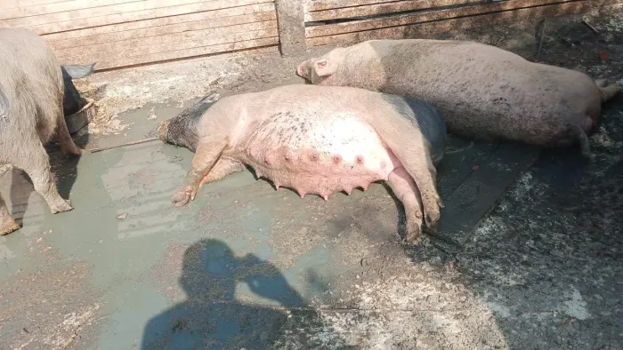 Vendo porcas prenhas