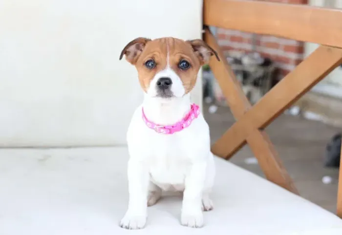 Filhotes de Jack Russell - últimos disponíveis