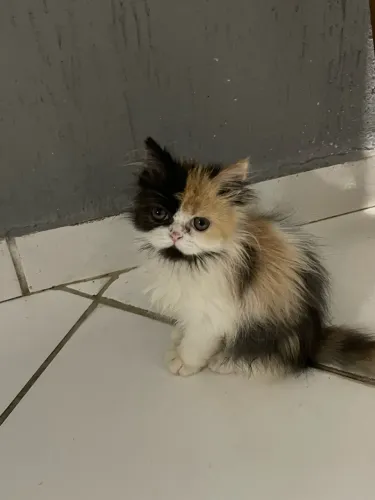 Gatinhos persas