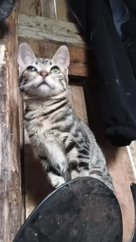 Gata pra doação 