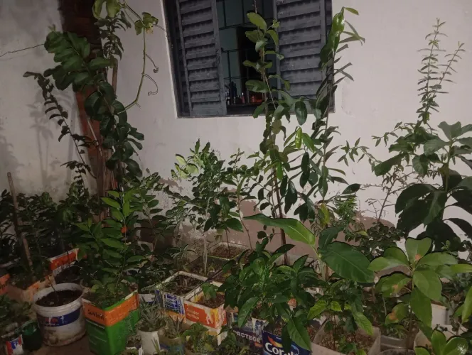 Mudas frutíferas grande no balde 