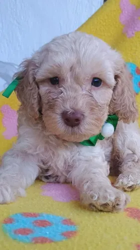 Poodle 100% puros com pedigree 