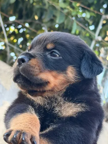 Filhotes de Rottweiler