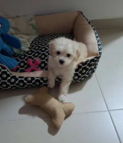 Poodle