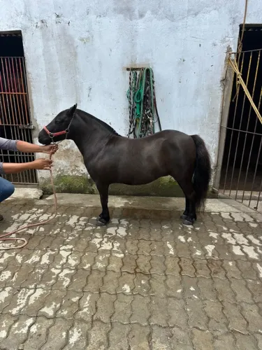 VENDE-SE PÔNEI FÊMEA COM DOCUMENTAÇÃO