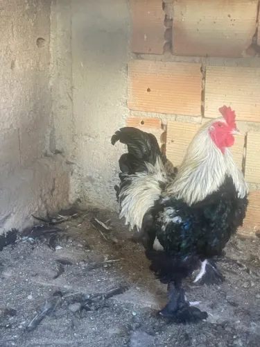 Galo Brahma 