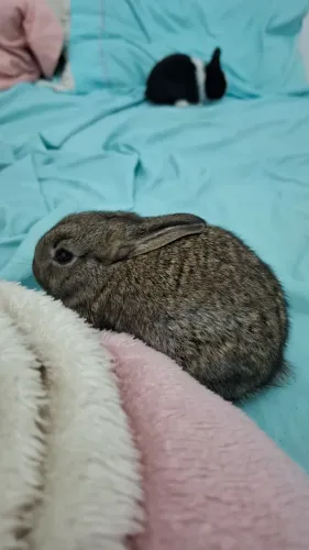 COELHOS