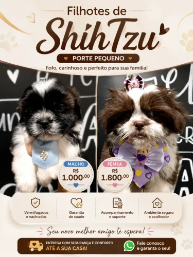 Se apaixone, Filhotes de Shihtzu Disponiveis