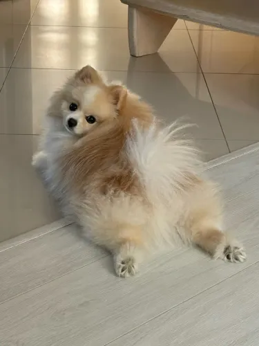 Filhotes De Spitz Alemão - Nada Se Compara Ao Amor Puro De Um Filhote