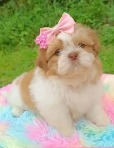 Shih tzus minis legitimos vermífugados evacinados