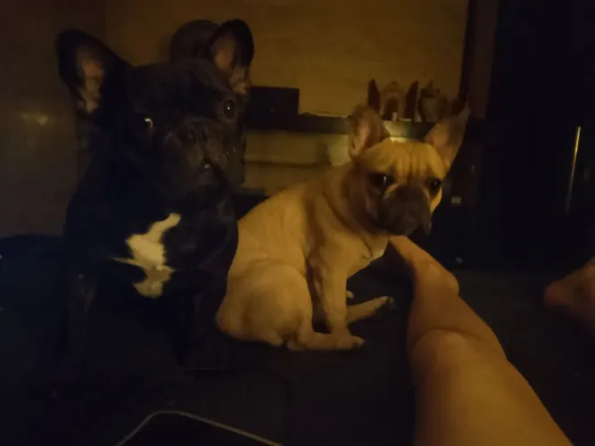 Filhotes de Bulldog Francês 