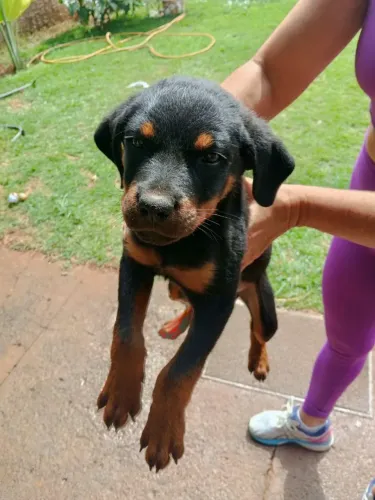 rotweiller macho cabeça de touro