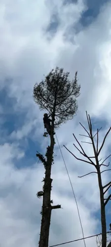 PODA E CORTE DE ÁRVORES