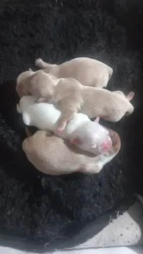 Lindos bebezinhos de shitzu 