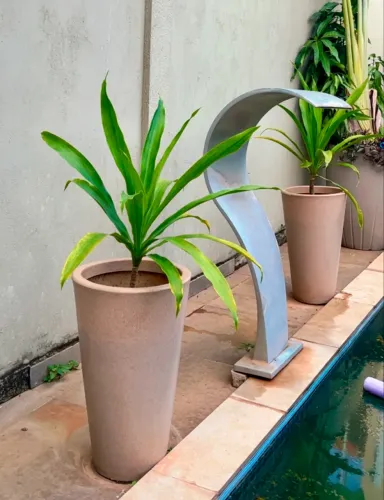 Plantas - Dracenas Arbóreas Adultas em Vasos