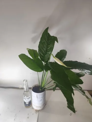 Lírio-da-Paz Grande com Flor - Bandeira-Branca / Espatifilo