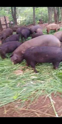 porco caipira