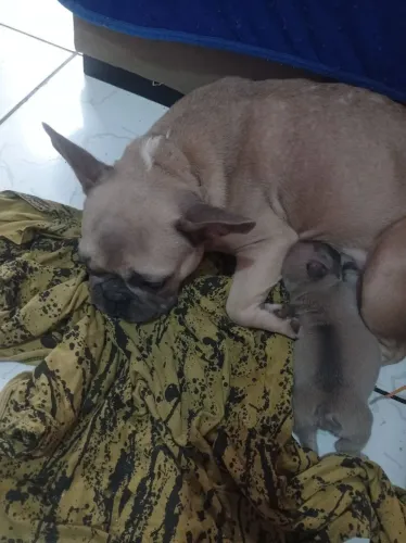 Cachorro 