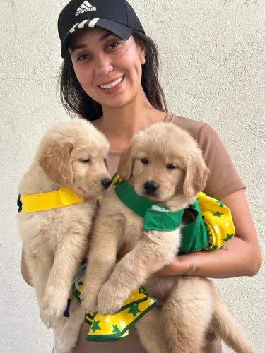 Golden Retriever fêmeas disponíveis com pedigree