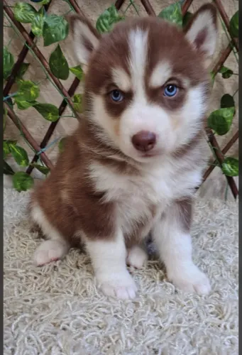     Husky Siberiano de Alto Padrão - Pronto para Sua Família