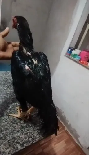 Galo carioca de porte grande 