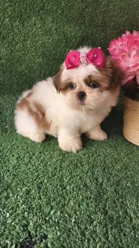 Shih tzu filhotes entrega hoje