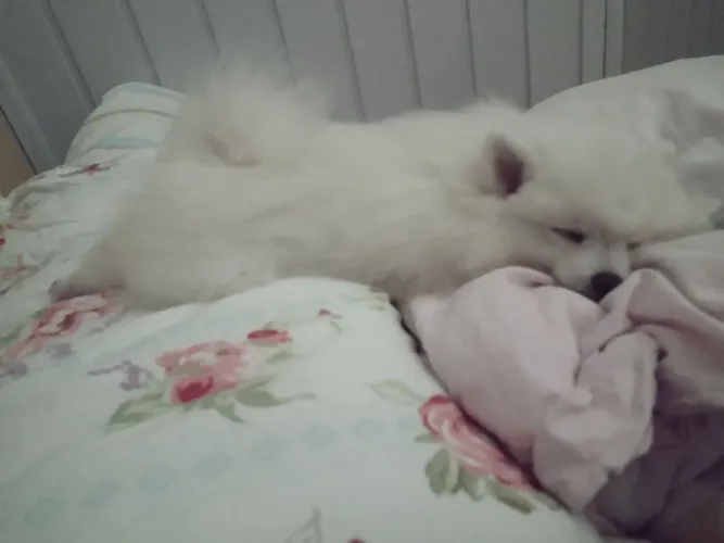 Spitz alemão machinho 